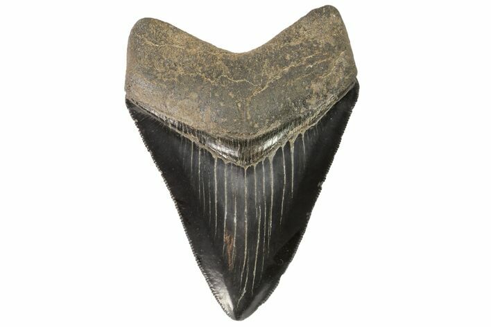 Nice, Serrated, Fossil Megalodon Tooth - Georgia #78651